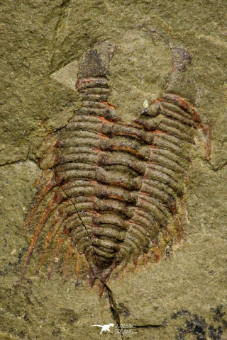 21066 - Amazing Lehua sp Lower Ordovician Trilobite Fezouata Fm