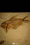 30070- Museum Grade Association Nematonotus + Prionolepis + Davichthys Fossil Fish - Cretaceous Lebanon