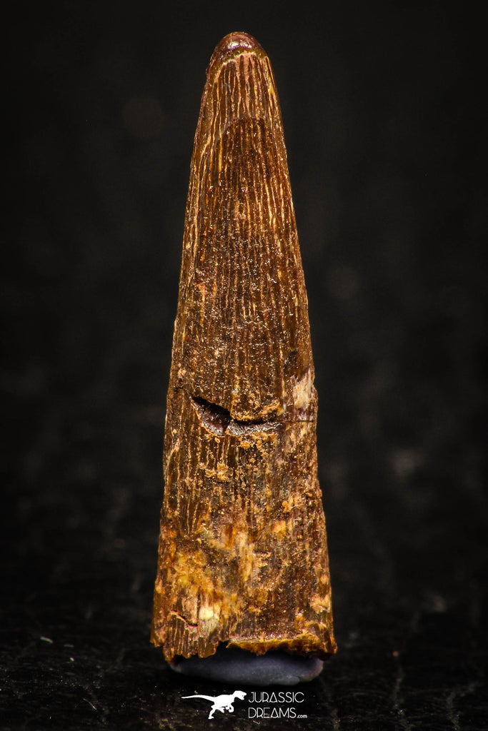 05575 - Nice 1.02 Inch Pterosaur (Coloborhynchus) Tooth Cretaceous KemKem