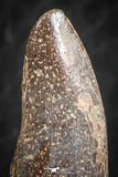 07086 - Top Beautiful 1.23 Inch Rebbachisaurus Diplodocoid Sauropod Dinosaur Tooth