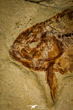 30070- Museum Grade Association Nematonotus + Prionolepis + Davichthys Fossil Fish - Cretaceous Lebanon