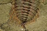 21066 - Amazing Lehua sp Lower Ordovician Trilobite Fezouata Fm