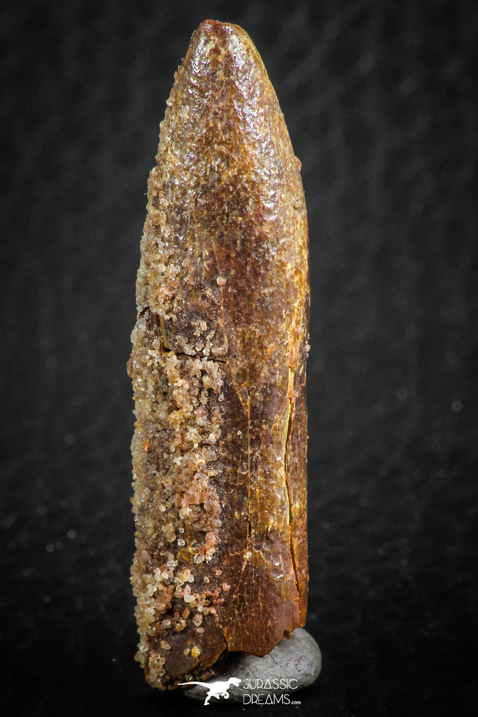 07087 - Top Beautiful 1.59 Inch Rebbachisaurus Diplodocoid Sauropod Dinosaur Tooth