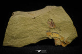 21066 - Amazing Lehua sp Lower Ordovician Trilobite Fezouata Fm