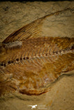 30070- Museum Grade Association Nematonotus + Prionolepis + Davichthys Fossil Fish - Cretaceous Lebanon