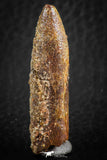 07087 - Top Beautiful 1.59 Inch Rebbachisaurus Diplodocoid Sauropod Dinosaur Tooth