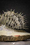 20023 - Top Huge Spiny 4.45 Inch Drotops armatus Middle Devonian Trilobite
