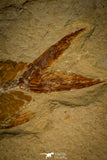 30070- Museum Grade Association Nematonotus + Prionolepis + Davichthys Fossil Fish - Cretaceous Lebanon