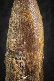 07087 - Top Beautiful 1.59 Inch Rebbachisaurus Diplodocoid Sauropod Dinosaur Tooth