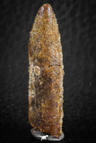 07087 - Top Beautiful 1.59 Inch Rebbachisaurus Diplodocoid Sauropod Dinosaur Tooth
