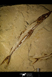 30070- Museum Grade Association Nematonotus + Prionolepis + Davichthys Fossil Fish - Cretaceous Lebanon