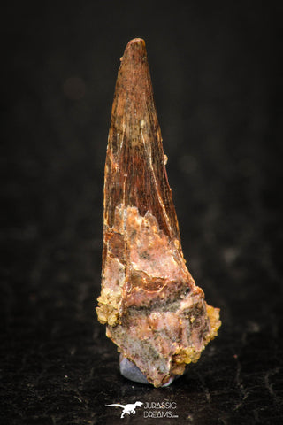 05576 - Top Beautiful 1.01 Inch Pterosaur (Coloborhynchus) Tooth Cretaceous KemKem