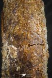 07087 - Top Beautiful 1.59 Inch Rebbachisaurus Diplodocoid Sauropod Dinosaur Tooth