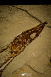 30070- Museum Grade Association Nematonotus + Prionolepis + Davichthys Fossil Fish - Cretaceous Lebanon