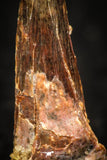 05576 - Top Beautiful 1.01 Inch Pterosaur (Coloborhynchus) Tooth Cretaceous KemKem