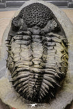 20023 - Top Huge Spiny 4.45 Inch Drotops armatus Middle Devonian Trilobite