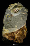 21067 - Rare Unidentified Asaphid Trilobite Lower Ordovician Fezouata Fm