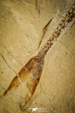 30070- Museum Grade Association Nematonotus + Prionolepis + Davichthys Fossil Fish - Cretaceous Lebanon