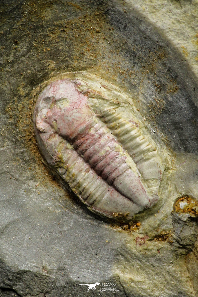 21067 - Rare Unidentified Asaphid Trilobite Lower Ordovician Fezouata Fm