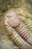 21067 - Rare Unidentified Asaphid Trilobite Lower Ordovician Fezouata Fm