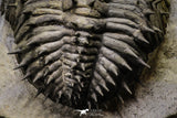 20023 - Top Huge Spiny 4.45 Inch Drotops armatus Middle Devonian Trilobite