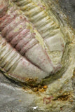 21067 - Rare Unidentified Asaphid Trilobite Lower Ordovician Fezouata Fm