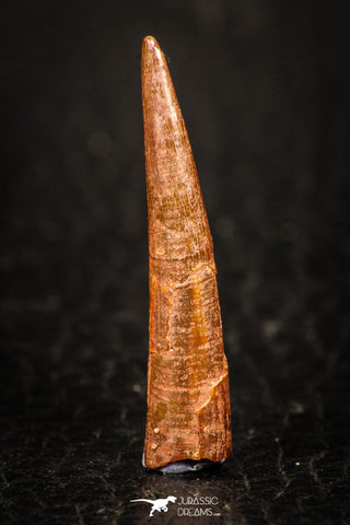 05577 - Finest Quality 1.16 Inch Pterosaur (Coloborhynchus) Tooth Cretaceous KemKem