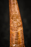 05577 - Finest Quality 1.16 Inch Pterosaur (Coloborhynchus) Tooth Cretaceous KemKem