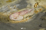 21067 - Rare Unidentified Asaphid Trilobite Lower Ordovician Fezouata Fm
