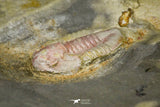 21067 - Rare Unidentified Asaphid Trilobite Lower Ordovician Fezouata Fm