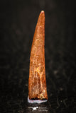05577 - Finest Quality 1.16 Inch Pterosaur (Coloborhynchus) Tooth Cretaceous KemKem