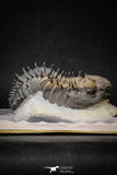 20024 - Top Huge Spiny 4.51 Inch Drotops armatus Middle Devonian Trilobite
