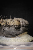 20024 - Top Huge Spiny 4.51 Inch Drotops armatus Middle Devonian Trilobite