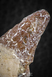 07089 -  Extremely Rare 1.92 Inch Pappocetus lugardi (Whale Ancestor) Incisor Rooted Tooth