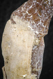 07089 -  Extremely Rare 1.92 Inch Pappocetus lugardi (Whale Ancestor) Incisor Rooted Tooth