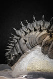 20024 - Top Huge Spiny 4.51 Inch Drotops armatus Middle Devonian Trilobite