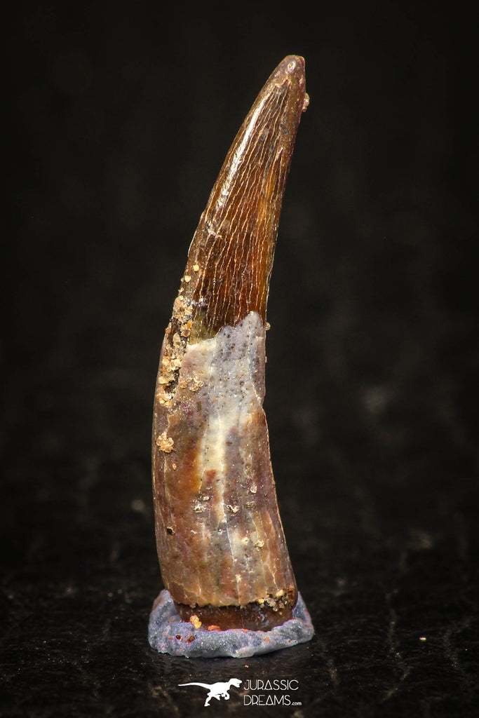 05578 - Beautiful 0.88 Inch Pterosaur (Coloborhynchus) Tooth Cretaceous KemKem