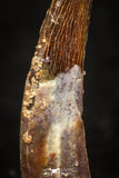 05578 - Beautiful 0.88 Inch Pterosaur (Coloborhynchus) Tooth Cretaceous KemKem