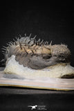 20024 - Top Huge Spiny 4.51 Inch Drotops armatus Middle Devonian Trilobite