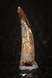 05578 - Beautiful 0.88 Inch Pterosaur (Coloborhynchus) Tooth Cretaceous KemKem