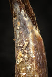 05578 - Beautiful 0.88 Inch Pterosaur (Coloborhynchus) Tooth Cretaceous KemKem