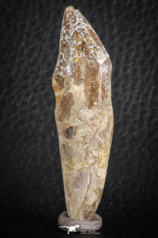 07090 -  Extremely Rare 2.39 Inch Pappocetus lugardi (Whale Ancestor) Incisor Rooted Tooth