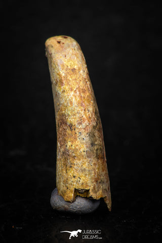 05579 - Beautiful 1.16 Inch Pterosaur (Coloborhynchus) Tooth Cretaceous KemKem