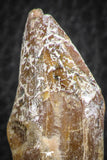 07090 -  Extremely Rare 2.39 Inch Pappocetus lugardi (Whale Ancestor) Incisor Rooted Tooth