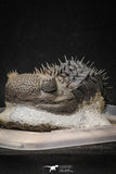 20024 - Top Huge Spiny 4.51 Inch Drotops armatus Middle Devonian Trilobite