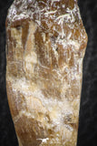 07090 -  Extremely Rare 2.39 Inch Pappocetus lugardi (Whale Ancestor) Incisor Rooted Tooth