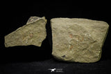 21069 - Amazing Lehua sp Lower Ordovician Trilobite Fezouata Fm