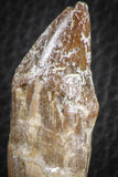 07090 -  Extremely Rare 2.39 Inch Pappocetus lugardi (Whale Ancestor) Incisor Rooted Tooth