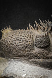 20024 - Top Huge Spiny 4.51 Inch Drotops armatus Middle Devonian Trilobite