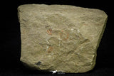21069 - Amazing Lehua sp Lower Ordovician Trilobite Fezouata Fm